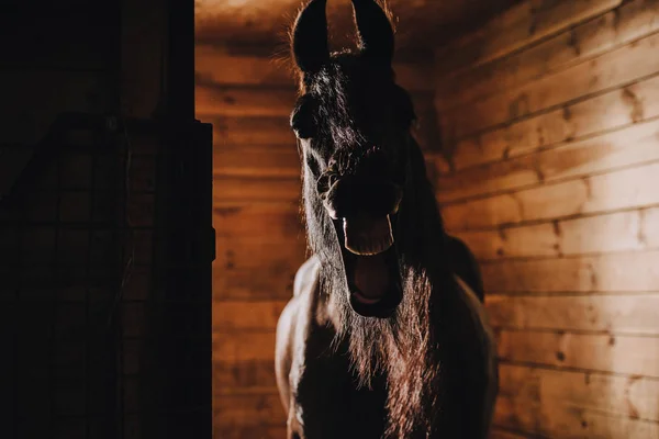 Selektiver Fokus von Pferd mit Zähnen im stehenden Stall im Zoo — Stockfoto