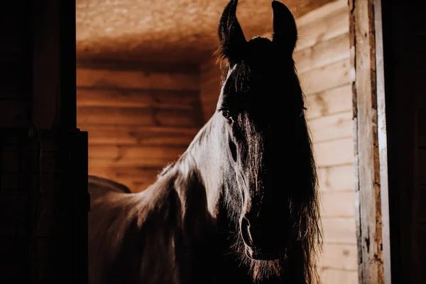 Messa a fuoco selettiva di bel cavallo in piedi bancarella allo zoo — Foto stock