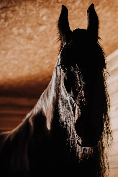 Enfoque selectivo de hermoso caballo en el puesto de pie en el zoológico - foto de stock