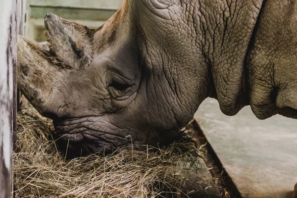 Vista de cerca de safari rinoceronte comer comida en el zoológico - foto de stock