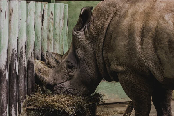 Vista de cerca de safari rinoceronte comer comida en el zoológico - foto de stock