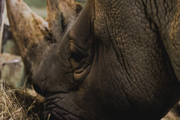 Vue rapprochée du safari rhinocéros manger le repas au zoo — Photo de stock