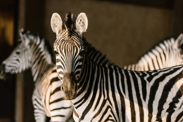 Vista de perto de belas zebras listradas no zoológico — Fotografia de Stock