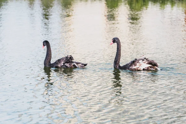 Selective focus of black swans swimming on pond at zoo — Stock Photo