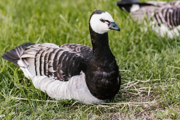 Vista de perto do pato preto e branco descansando na grama verde no zoológico — Fotografia de Stock