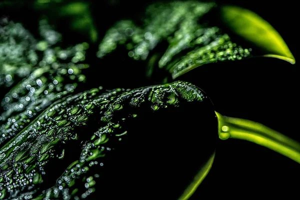 Primo piano di foglia verde con gocce, isolato su nero — Foto stock