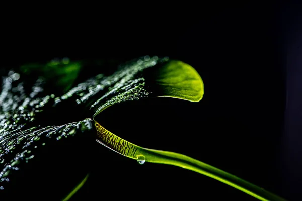 Hoja tropical verde con gotas, aislada en negro - foto de stock