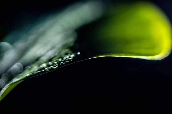 Макропредставление зеленого влажного листа, изолированного на черном — стоковое фото