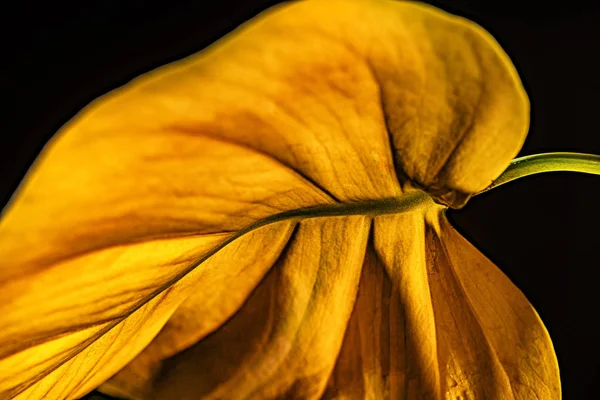 Close up view of yellow leaf, isolated on black — Stock Photo