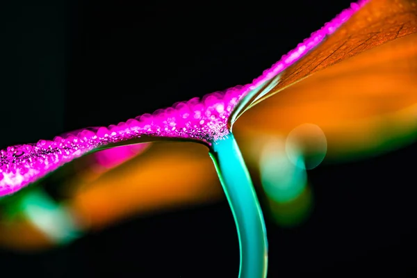 Toned image of tropical leaf with water drops, isolated on black — Stock Photo