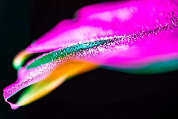 Macro view of tropical leaf with water drops and color filter, isolated on black — Stock Photo