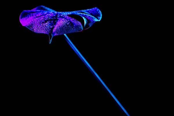 Тонизированное изображение голубого тропического листа с капельками воды, выделенного на черном — стоковое фото