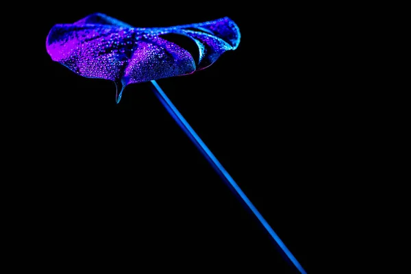 Imagen tonificada de hoja tropical azul con gotas de agua, aislada en negro - foto de stock