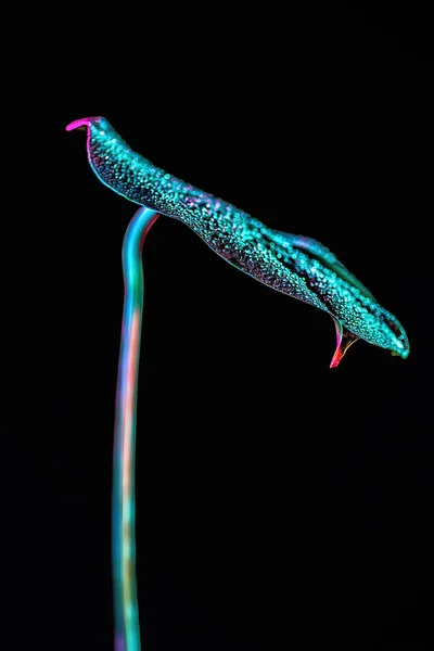 Toned image of tropical leaf with water drops, isolated on black — Stock Photo