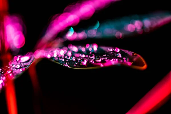 Close up de folha de schefflera com filtro de cor rosa, isolado em preto — Fotografia de Stock