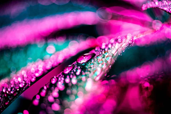 Selective focus of schefflera leaf with pink color filter, on black — Stock Photo