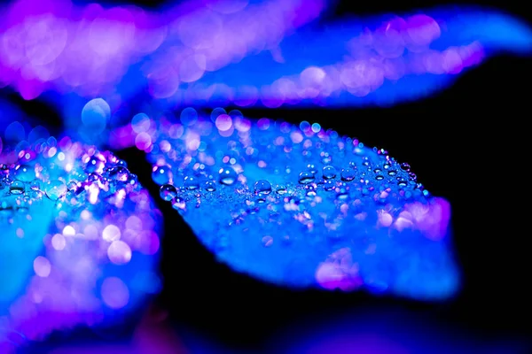 Selective focus of schefflera leaf with blue color filter, isolated on black — Stock Photo