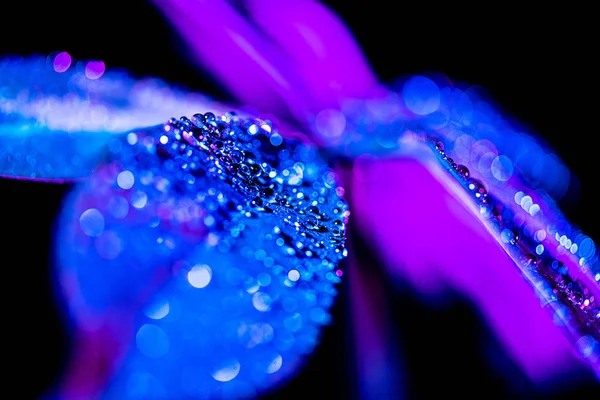 Selective focus of botanical background with wet schefflera leaf, blue color filter — Stock Photo