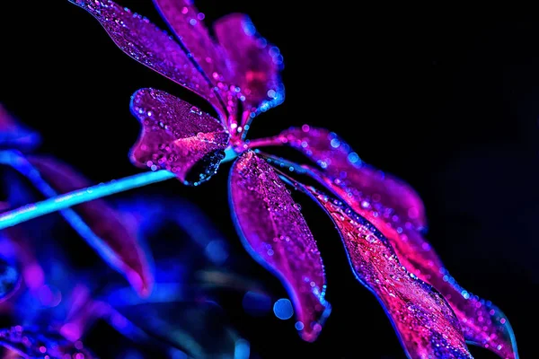 Imagem tonificada com folha roxa de planta schefflera, isolado em preto — Fotografia de Stock