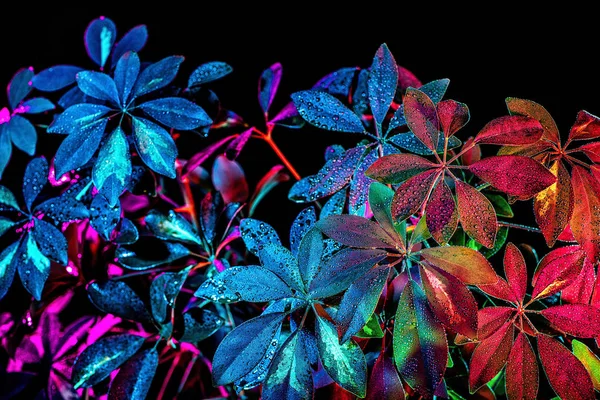 Getöntes Bild der Schefflera-Pflanze mit Tropfen, isoliert auf Schwarz — Stockfoto