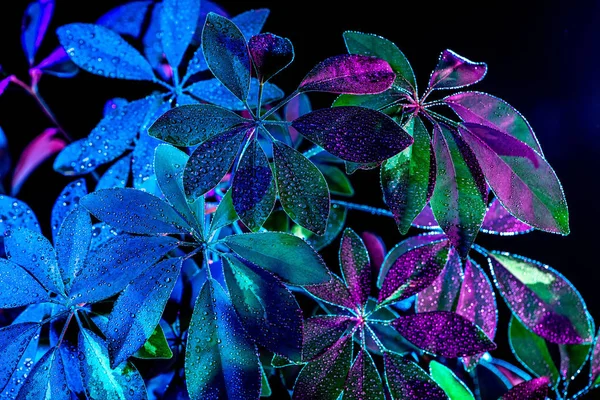 Toned image of wet schefflera plant, isolated on black — Stock Photo