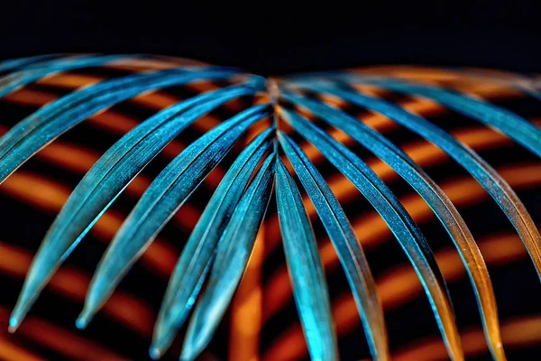 Fond avec feuille de palmier colorée, isolé sur noir — Photo de stock