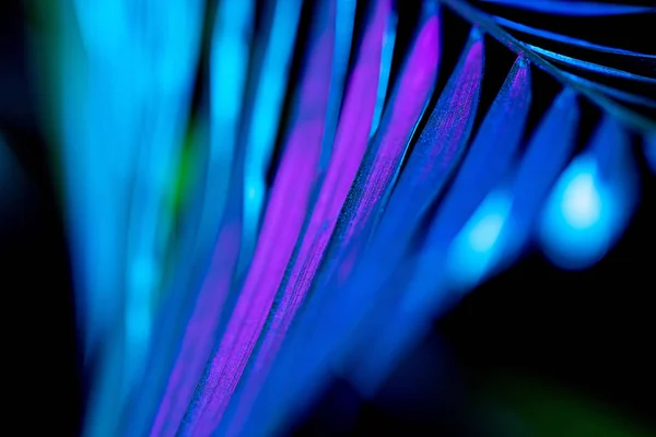 Image tonique de la feuille de palmier bleu, sur noir — Photo de stock