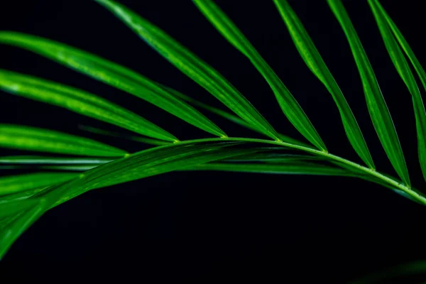Зелений лист пальмової рослини, ізольований на чорному — стокове фото
