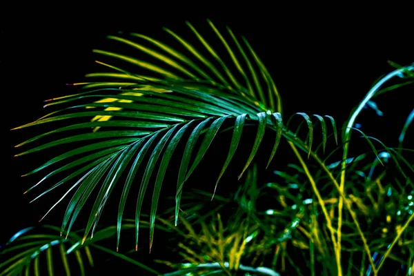 Тропические зеленые пальмовые листья, изолированные на черном — стоковое фото