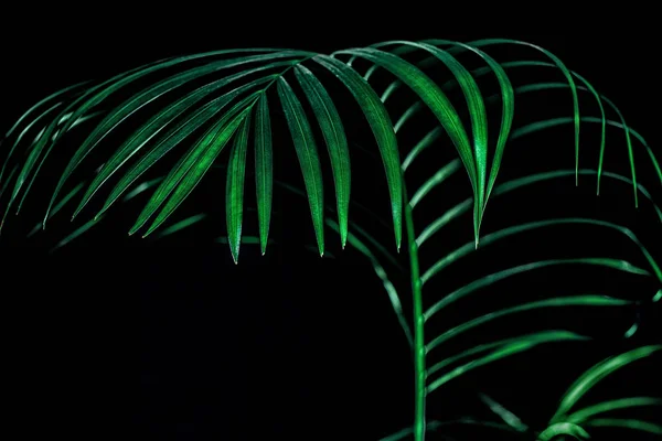 Feuille de palmier tropicale verte, isolée sur noir — Photo de stock