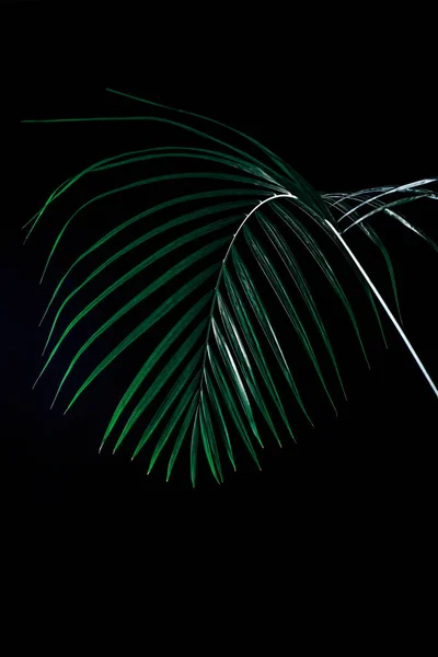 Foglia di palma tropicale in illuminazione drammatica, isolata su nero — Foto stock