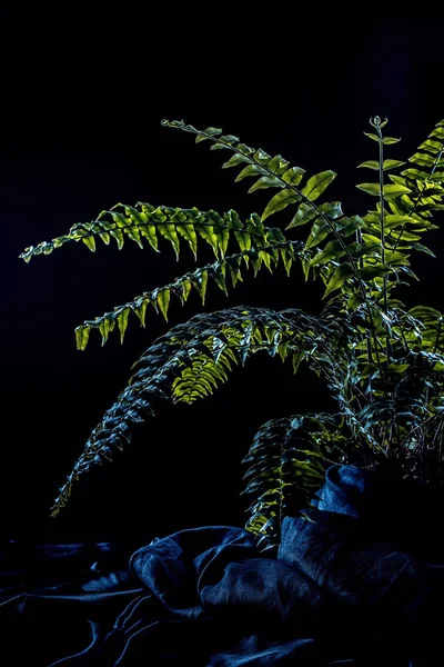Green fern houseplant, on dark background — Stock Photo