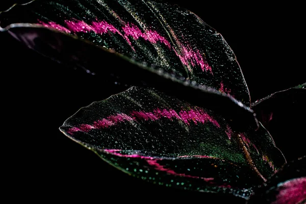 Розовые листья calathea houseplant, изолированные на черном — стоковое фото