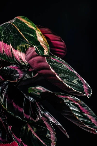Planta de calatea de moda con hojas de color rosa, aislado en negro - foto de stock