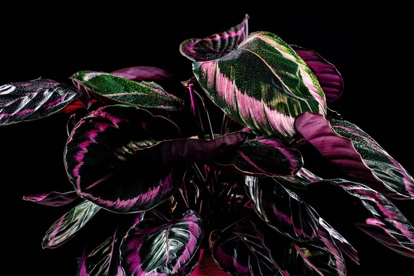 Fresh calathea houseplant with pink leaves, isolated on black — Stock Photo