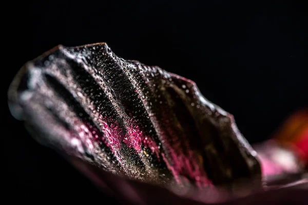 Primer plano de la hoja rosa de la planta de calatea, aislado en negro - foto de stock