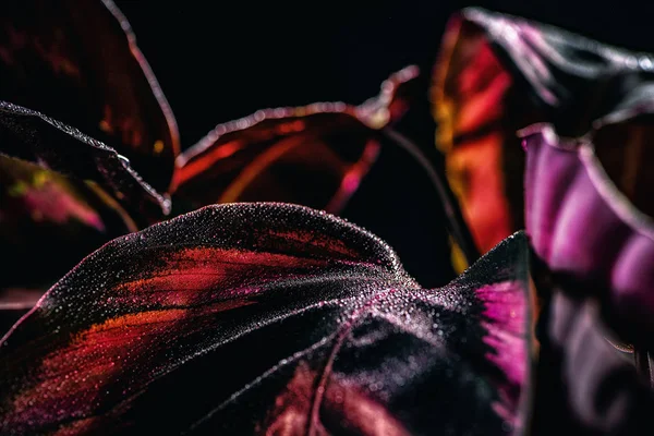 Hojas rosadas de la planta de calatea con gotas de agua, aisladas en negro - foto de stock