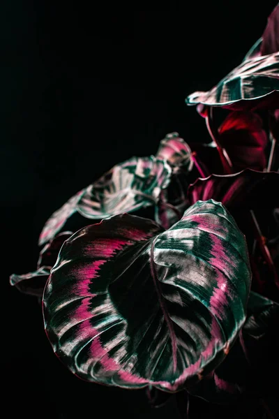 Calathea plante d'intérieur avec des feuilles roses, isolé sur noir — Photo de stock