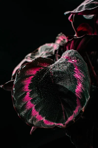 Calathea dekorative Zimmerpflanze mit rosa Blättern, isoliert auf schwarz — Stockfoto