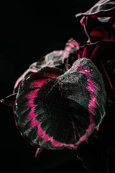 Calatea planta de interior decorativa con hojas de color rosa, aislado en negro - foto de stock