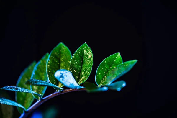 Humide vert zanzibar gemme plante d'intérieur, isolé sur noir — Photo de stock