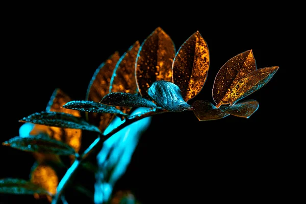 Planta de zamioculcas con gotas de agua, aislada en negro - foto de stock