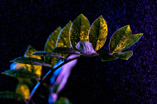 Árbol de dólar verde (zamioculcas) con gotas, aislado en negro - foto de stock