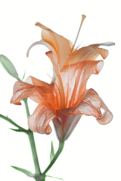 Vista de cerca de hermosas flores tiernas de lirio naranja aisladas en blanco - foto de stock