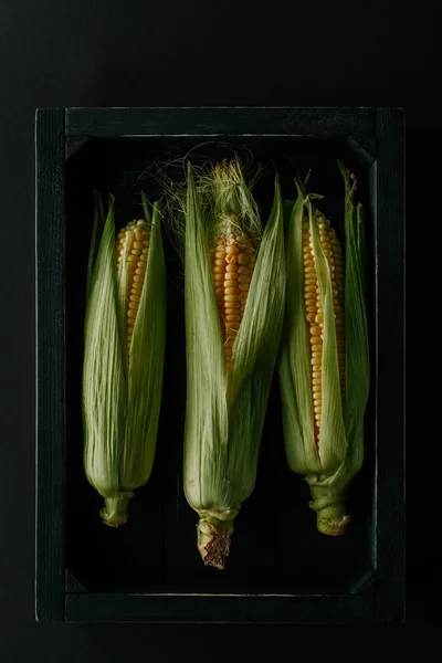 Flat lay with raw fresh corn cobs in wooden box isolated on black — Stock Photo