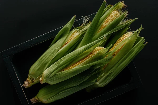 Flat lay with raw fresh corn cobs in wooden box isolated on black — Stock Photo