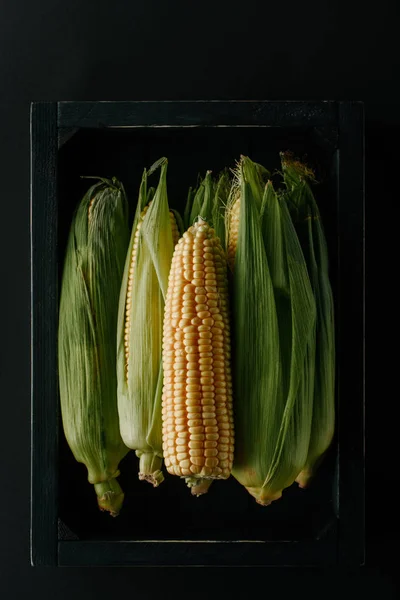 Top view of raw fresh corn cobs in wooden box isolated on black — Stock Photo