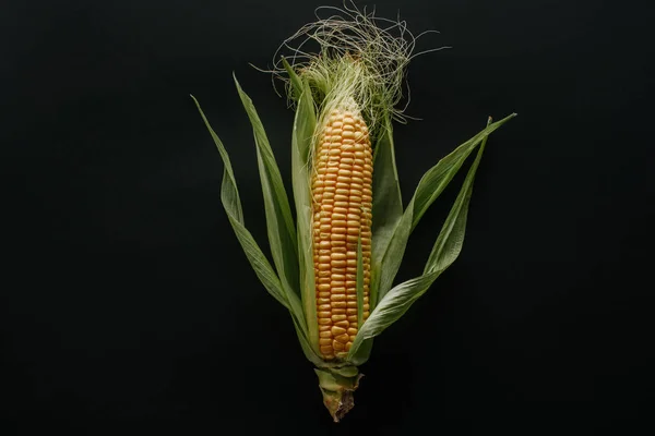 Top view fresh ripe corn cob isolated on black — Stock Photo