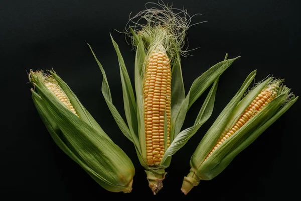 Flat lay with arranged raw fresh corn cobs isolated on black — Stock Photo