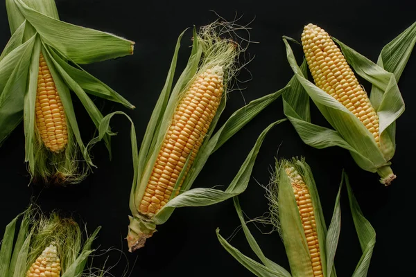 Posa piatta con pannocchie di mais fresco disposti isolati su nero — Foto stock